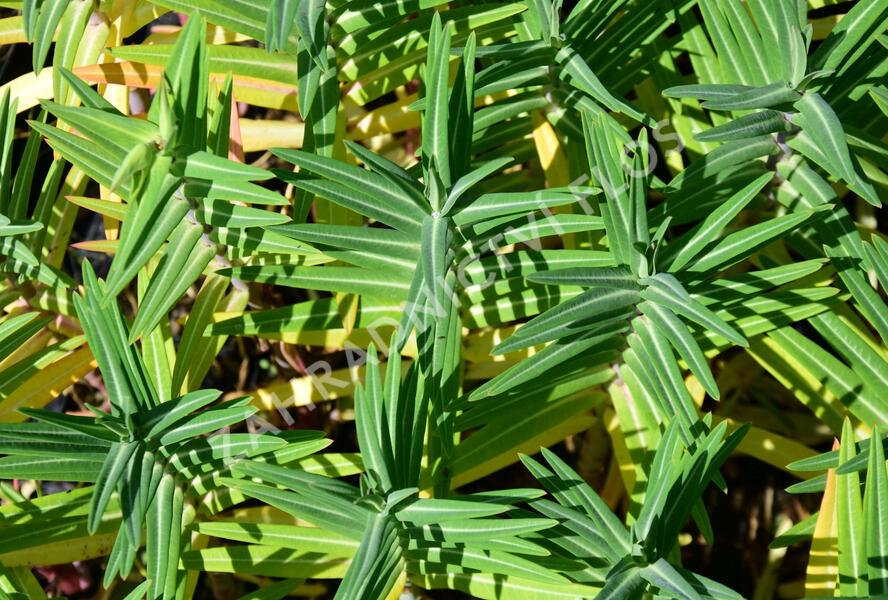 Pryšec skočcový - Euphorbia lathyris