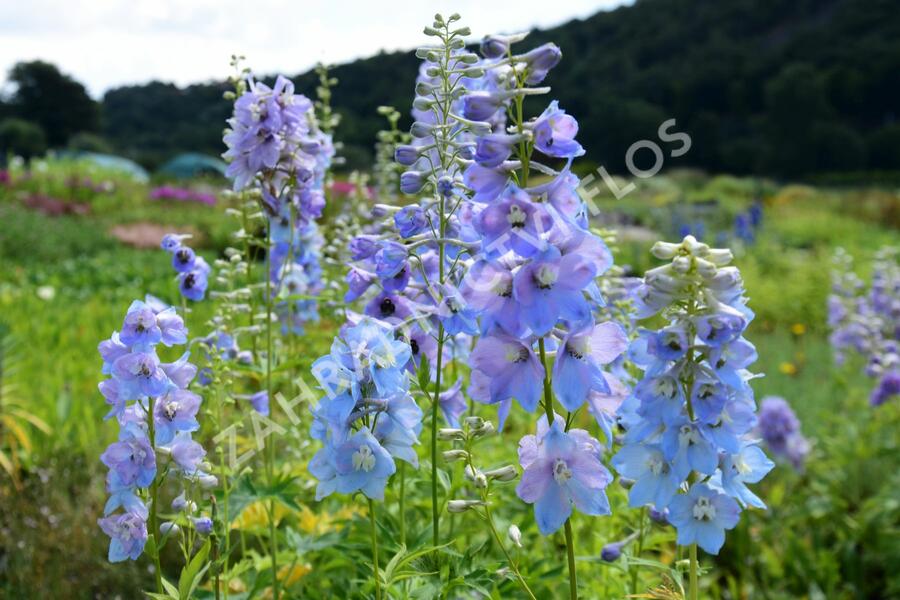 Ostrožka 'Guinevere' - Delphinium Pacific 'Guinevere'