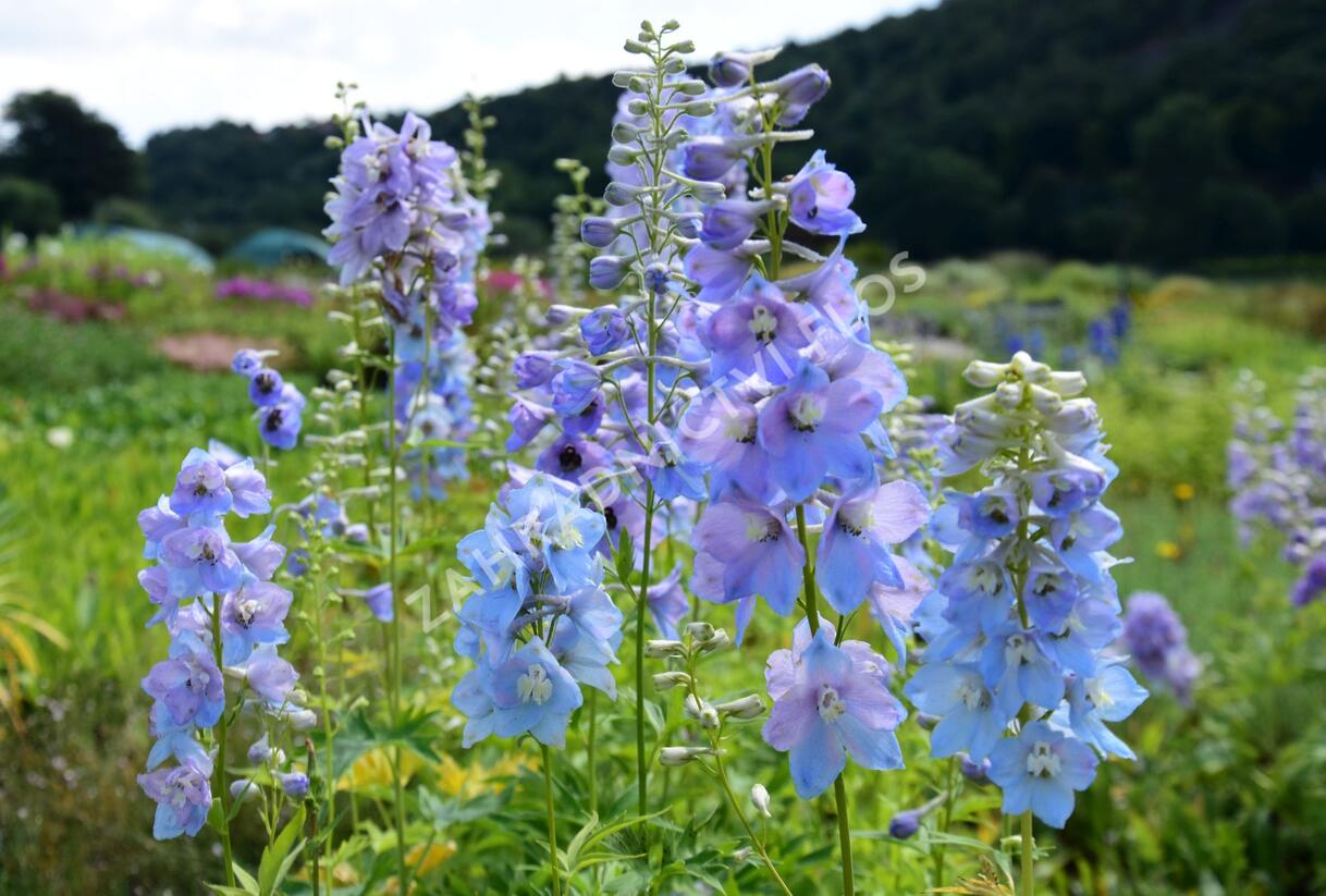 Ostrožka 'Guinevere' - Delphinium Pacific 'Guinevere'