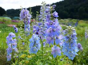 Ostrožka 'Guinevere' - Delphinium Pacific 'Guinevere'