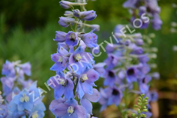Ostrožka 'Guinevere' - Delphinium Pacific 'Guinevere'