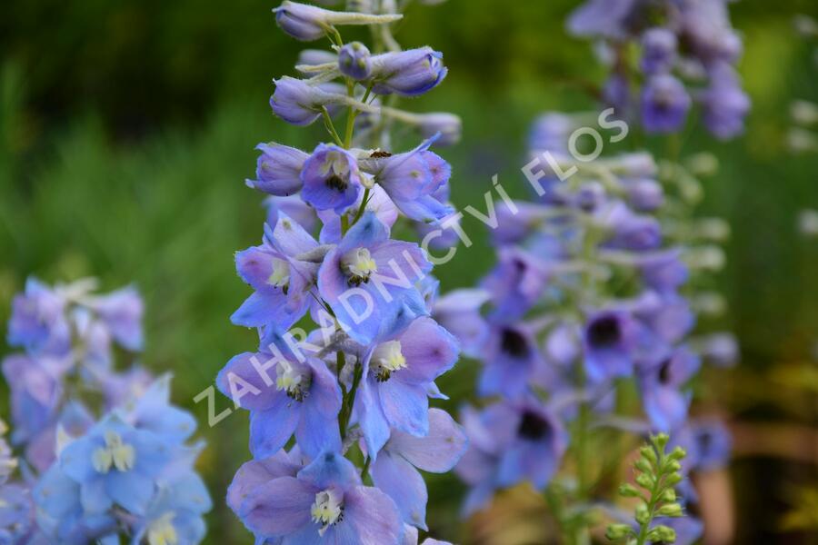 Ostrožka 'Guinevere' - Delphinium Pacific 'Guinevere'