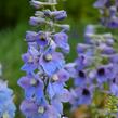 Ostrožka 'Guinevere' - Delphinium Pacific 'Guinevere'