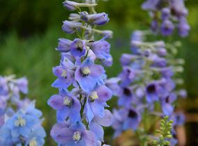 Ostrožka 'Guinevere' - Delphinium Pacific 'Guinevere'