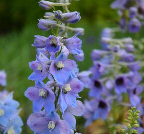 Ostrožka 'Guinevere' - Delphinium Pacific 'Guinevere'