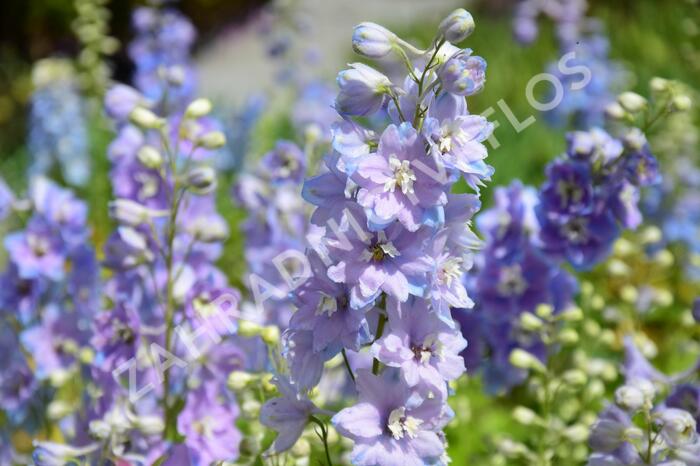 Ostrožka 'Cameliard' - Delphinium Pacific 'Cameliard'