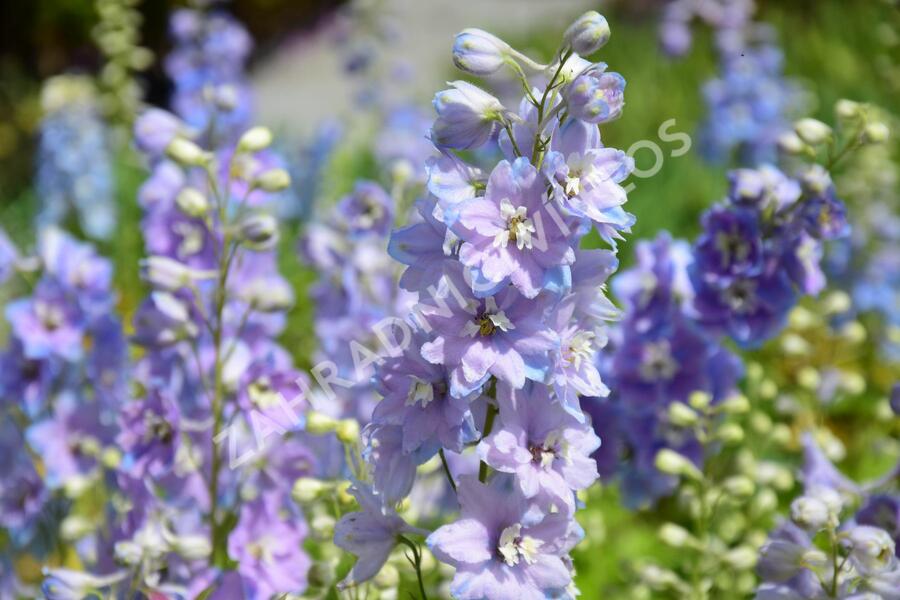 Ostrožka 'Cameliard' - Delphinium Pacific 'Cameliard'