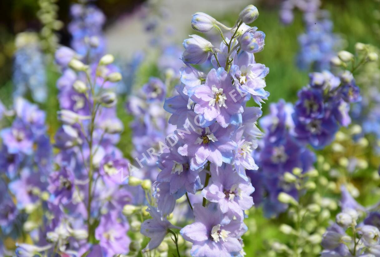 Ostrožka 'Cameliard' - Delphinium Pacific 'Cameliard'