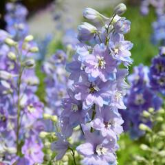 Ostrožka 'Cameliard' - Delphinium Pacific 'Cameliard'