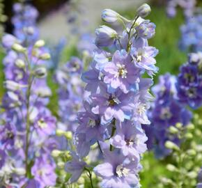 Ostrožka 'Cameliard' - Delphinium Pacific 'Cameliard'