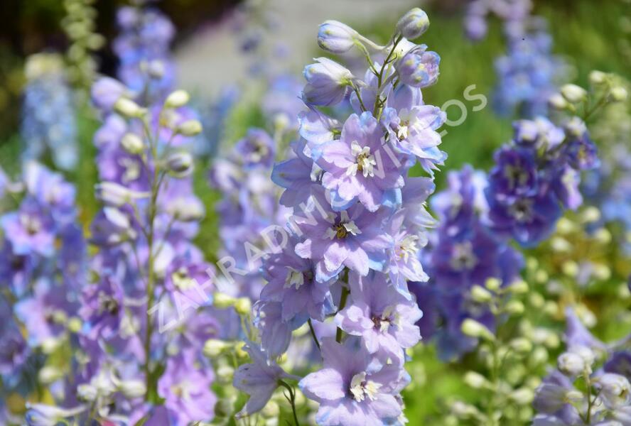 Ostrožka 'Cameliard' - Delphinium Pacific 'Cameliard'