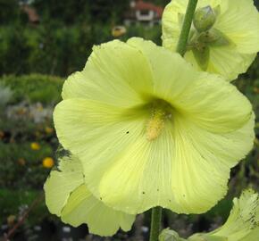 Topolovka vráskatá - Alcea rugosa