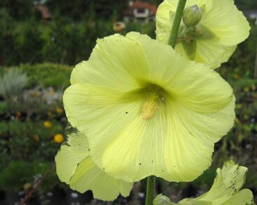 Topolovka vráskatá