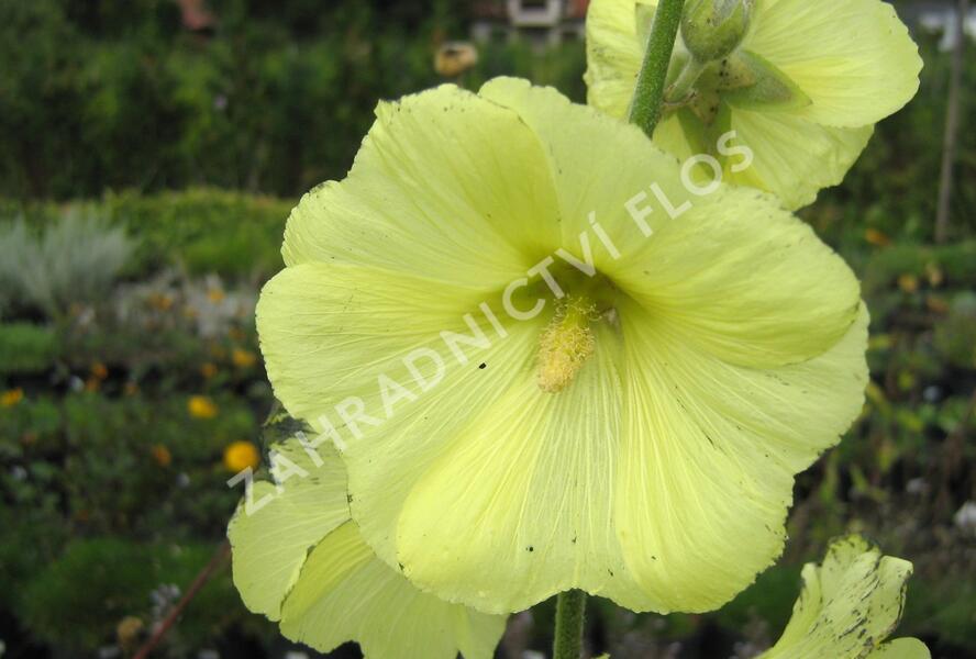 Topolovka vráskatá - Alcea rugosa