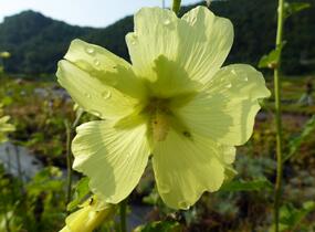 Topolovka vráskatá - Alcea rugosa