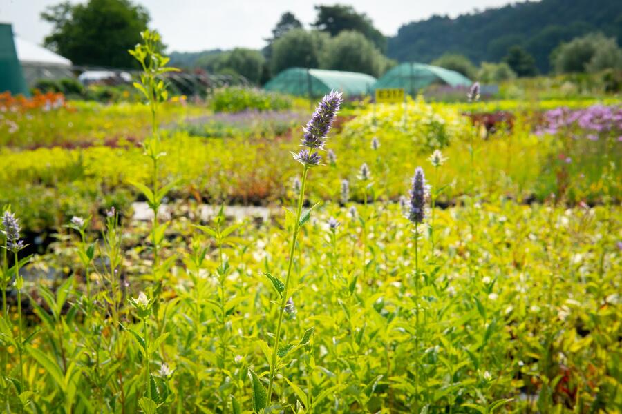 Agastache anýzová - Agastache foeniculum