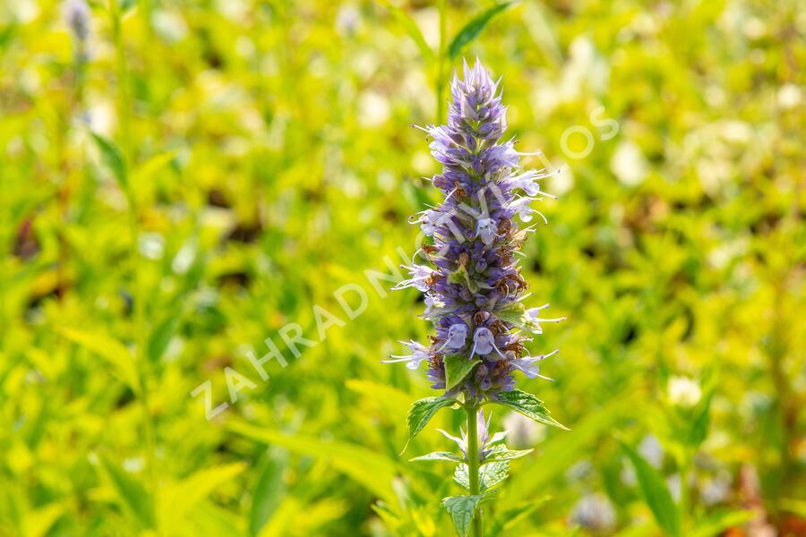 Agastache anýzová - Agastache foeniculum