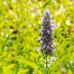 Agastache anýzová - Agastache foeniculum