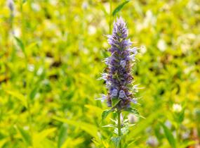 Agastache anýzová - Agastache foeniculum