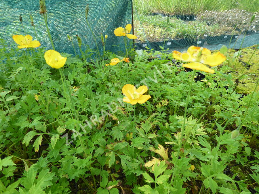 Mákovník velšský - Meconopsis cambrica