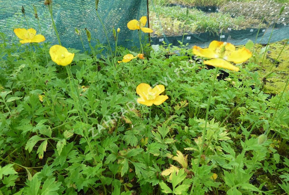 Mákovník velšský - Meconopsis cambrica