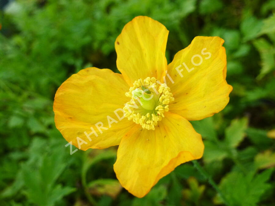 Mákovník velšský - Meconopsis cambrica