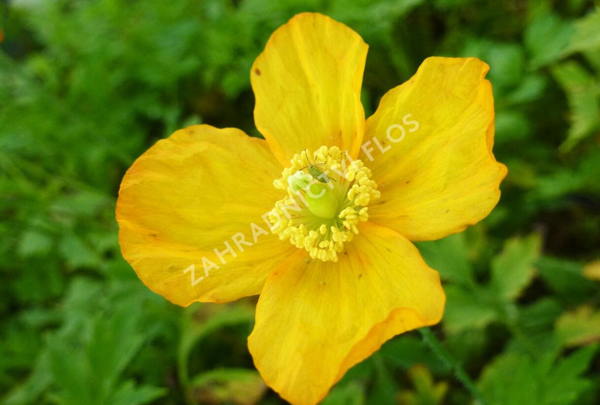 Mákovník velšský - Meconopsis cambrica