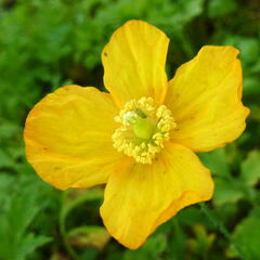 Mákovník velšský - Meconopsis cambrica