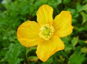 Mákovník velšský - Meconopsis cambrica