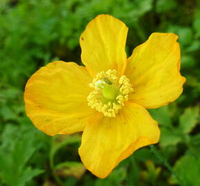 Mákovník velšský - Meconopsis cambrica