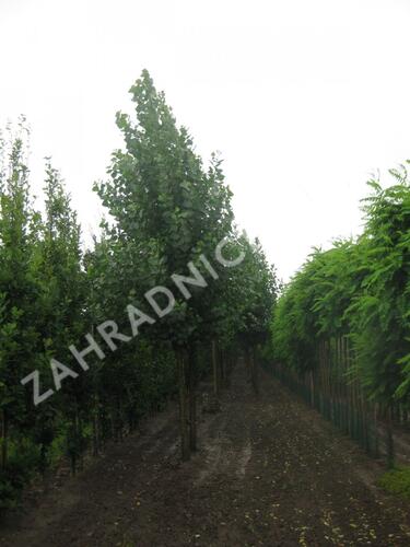 Topol kanadský 'Robusta' - Populus canadensis 'Robusta'