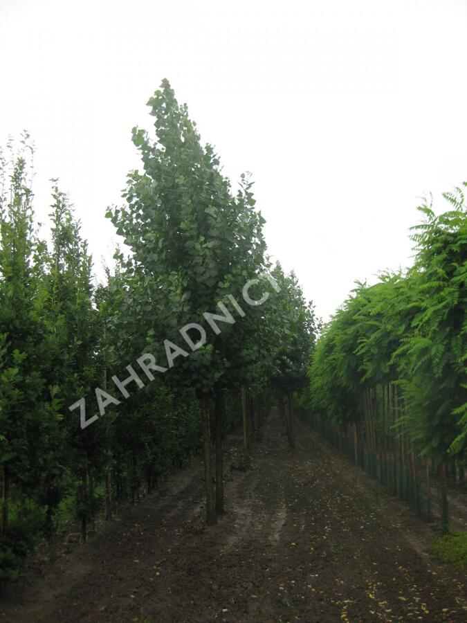 Topol kanadský 'Robusta' - Populus canadensis 'Robusta'