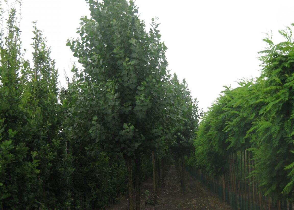 Topol kanadský 'Robusta' - Populus canadensis 'Robusta'
