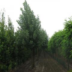 Topol kanadský 'Robusta' - Populus canadensis 'Robusta'