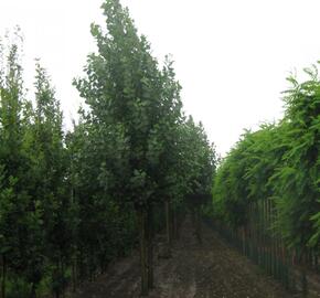 Topol kanadský 'Robusta'