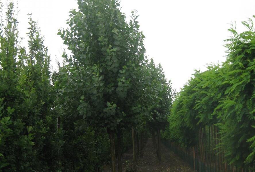 Topol kanadský 'Robusta' - Populus canadensis 'Robusta'