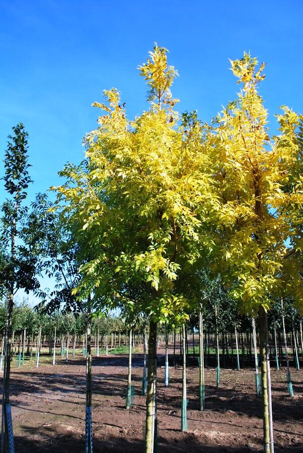 Jasan ztepilý 'Jaspidea' - Fraxinus excelsior 'Jaspidea'