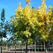Jasan ztepilý 'Jaspidea' - Fraxinus excelsior 'Jaspidea'