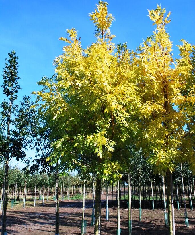 Jasan ztepilý 'Jaspidea' - Fraxinus excelsior 'Jaspidea'