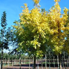 Jasan ztepilý 'Jaspidea' - Fraxinus excelsior 'Jaspidea'