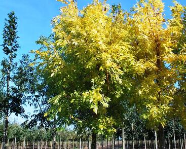 Jasan ztepilý 'Jaspidea'