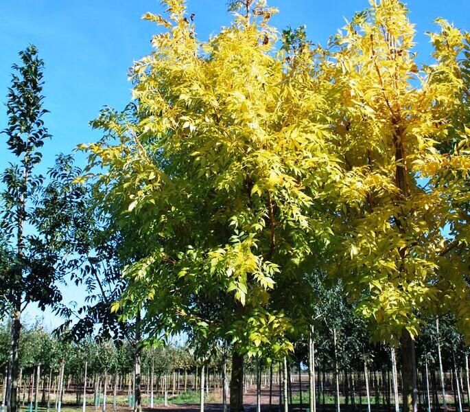 Jasan ztepilý 'Jaspidea' - Fraxinus excelsior 'Jaspidea'