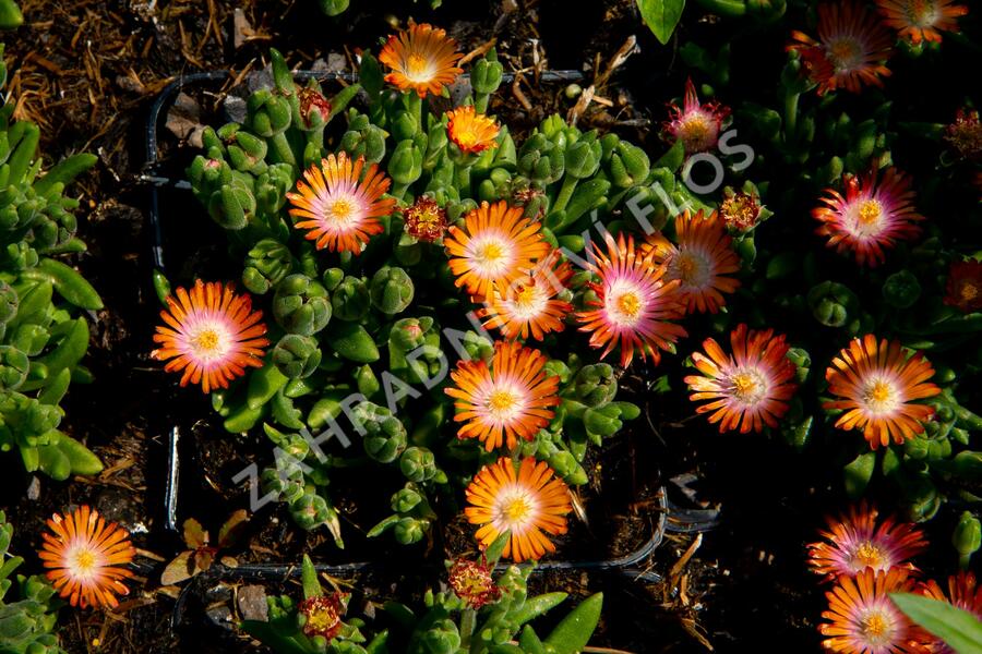 Kosmatec 'Jewel of Desert Topaz' - Delosperma hybrida 'Jewel of Desert Topaz'