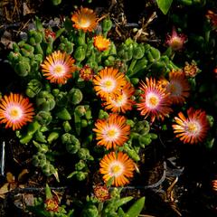 Kosmatec 'Jewel of Desert Topaz' - Delosperma hybrida 'Jewel of Desert Topaz'