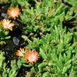 Kosmatec 'Jewel of Desert Topaz' - Delosperma hybrida 'Jewel of Desert Topaz'