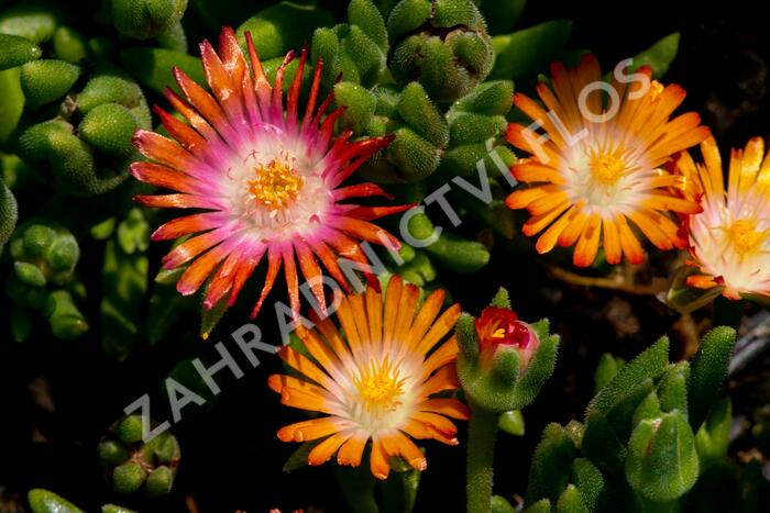 Kosmatec 'Jewel of Desert Topaz' - Delosperma hybrida 'Jewel of Desert Topaz'