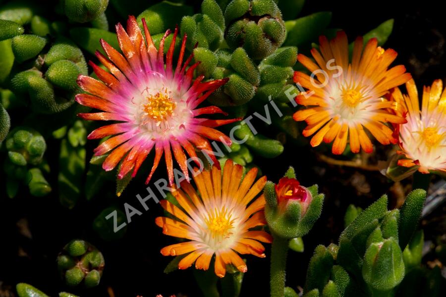 Kosmatec 'Jewel of Desert Topaz' - Delosperma hybrida 'Jewel of Desert Topaz'