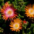 Kosmatec 'Jewel of Desert Topaz' - Delosperma hybrida 'Jewel of Desert Topaz'