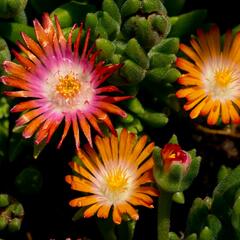 Kosmatec 'Jewel of Desert Topaz' - Delosperma hybrida 'Jewel of Desert Topaz'