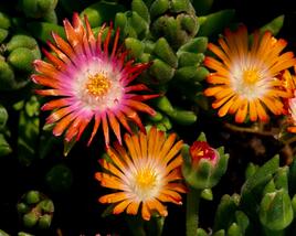 Kosmatec 'Jewel of Desert Topaz'